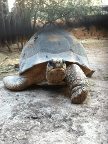 Das Dorf der Schildkröten