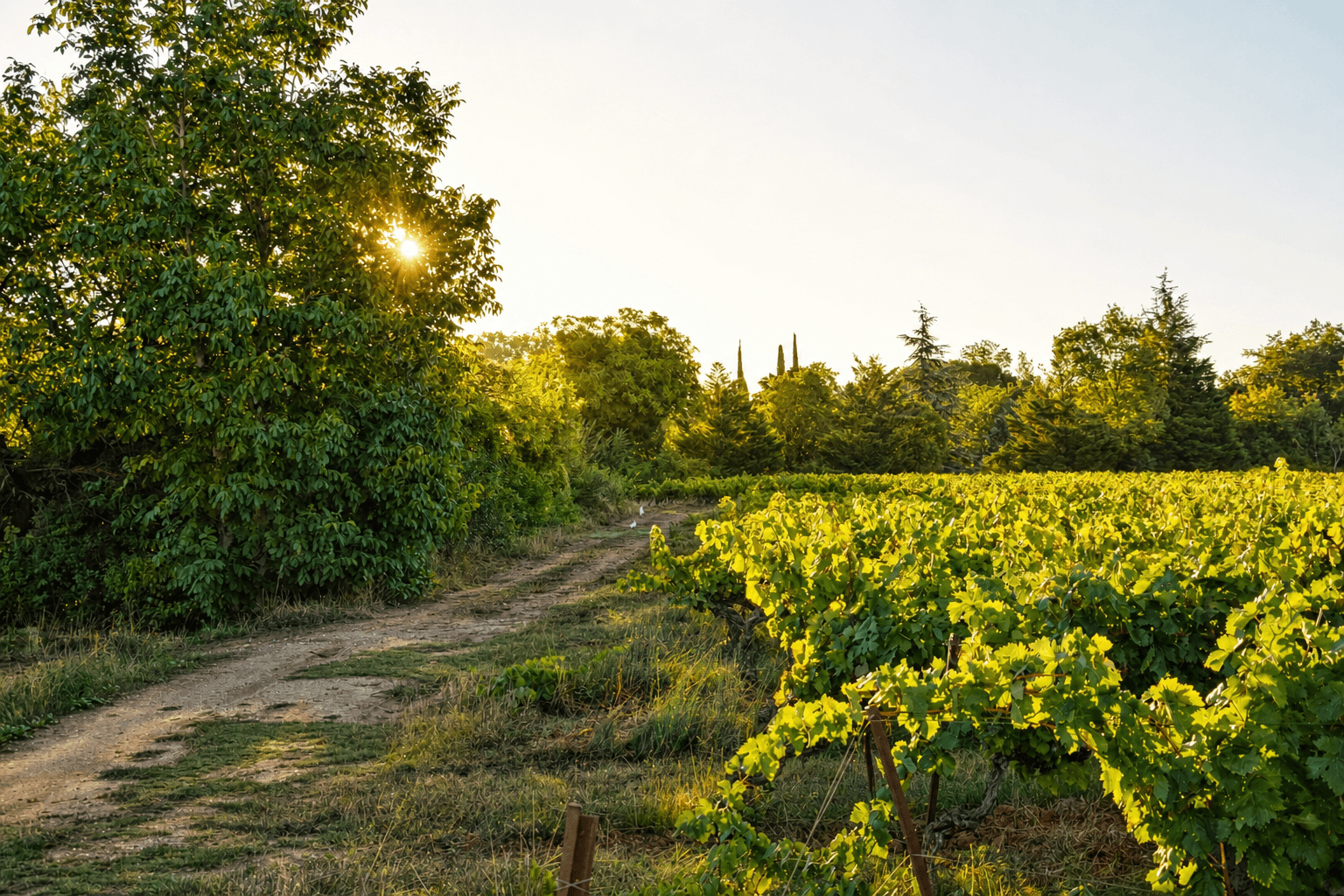 vignes